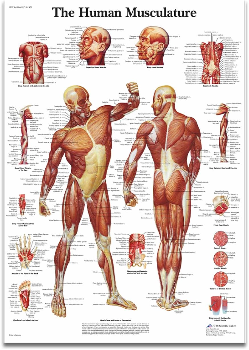 Muscular System Posters Human Anatomy Chart HD Canvas Wall Art Anatomy Medical Education Wall Painting Modern Living Room Bedroom Decor（No Frame）
