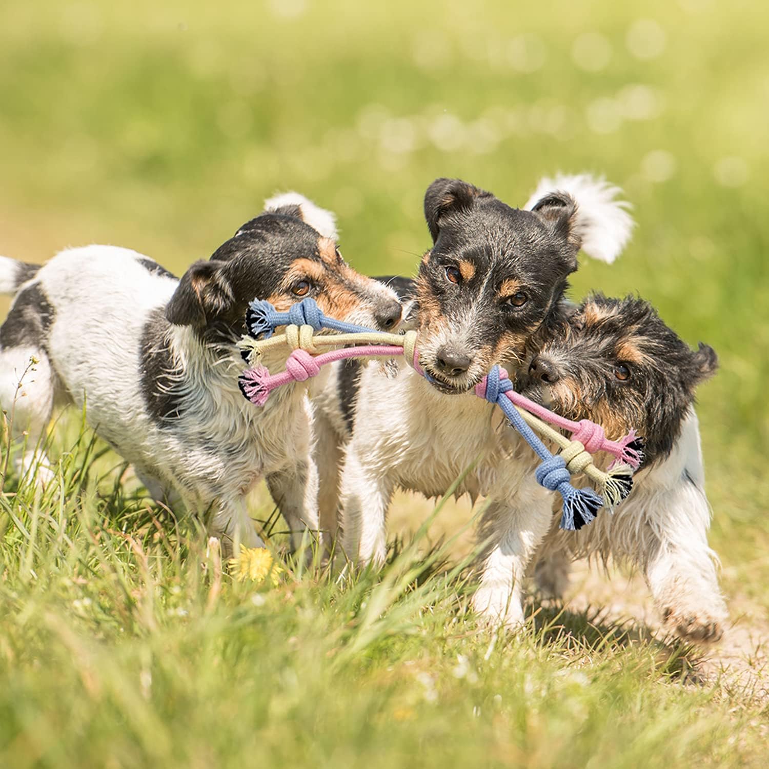 Puppy Chew Toys for Teething Puppy Toys Small Dog Rope Balls for Teething Chew Interactive Teeth Cleaning Tug Toys Storage Baske