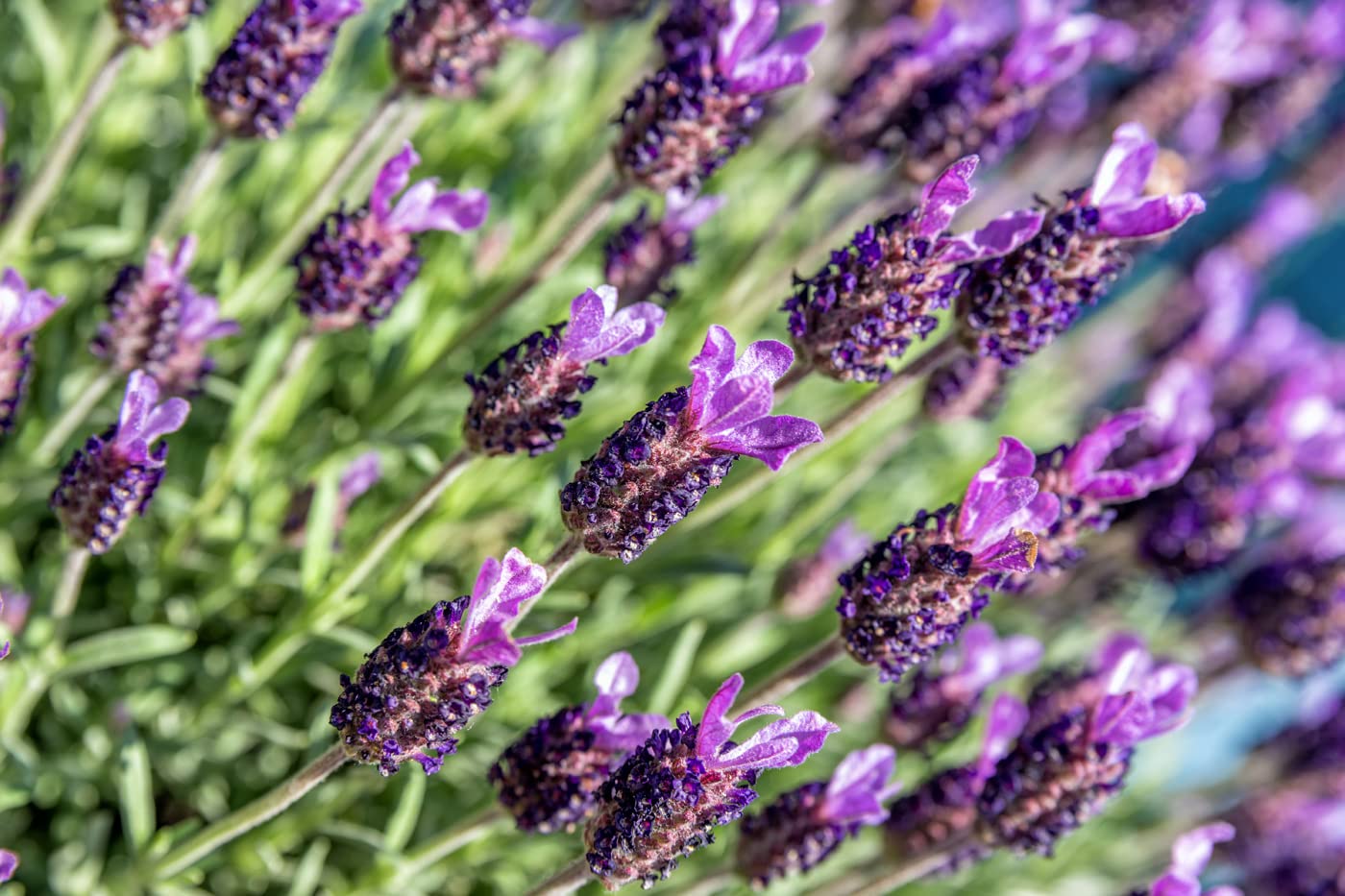 ™ZX-Lavender Flower Seeds F1 Hybrid Seeds For Home Gardening