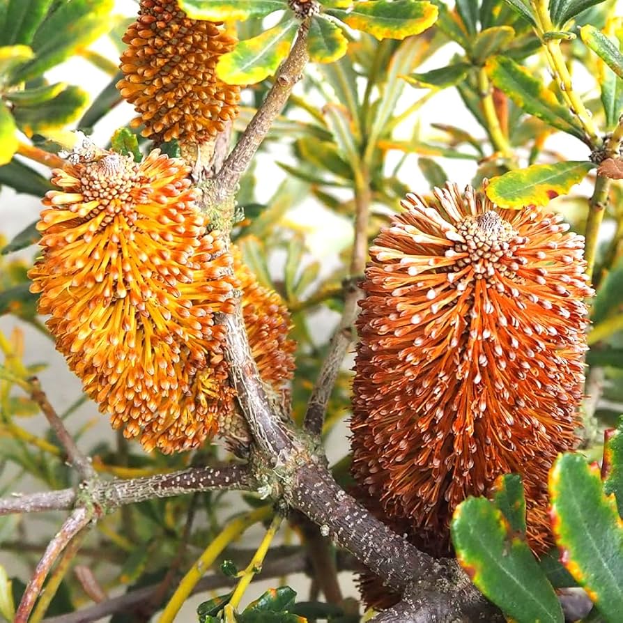 希少 バンクシア パラドーサ ドワーフジンジャー 挿し木 苗 苗木 希少 バンクシア パラドーサ ドワーフジンジャー 挿し木 苗 苗木