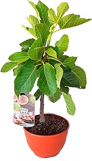 Amazon.es: Mediterráneo - Plantas, semillas y bulbos: Jardín