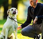 Dog Leash, 6 FT Heavy Duty Dog Leashes, Durable Premium Quality Strong Rope Slip Leash with Comfortable Padded Handle and Highly Reflective Threads for Small Medium and Large Dogs, (Black)