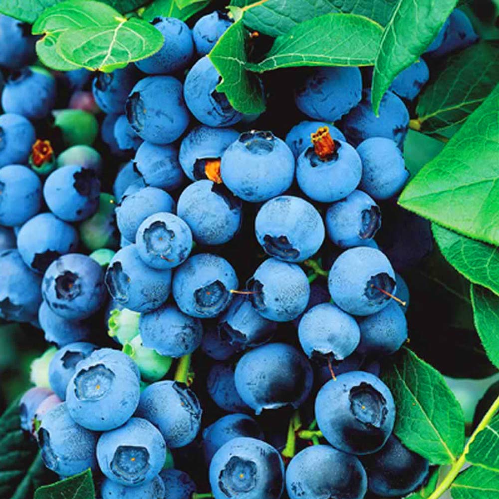 Blueberry Plant Bluecrop - Fruit Plants Ready to Plant UK - Blueberry Bush Mid Season Variety - Grow Your Own Fruit Trees - Potted Garden Plants Ready to Plant (9cm Pot) โ image 1