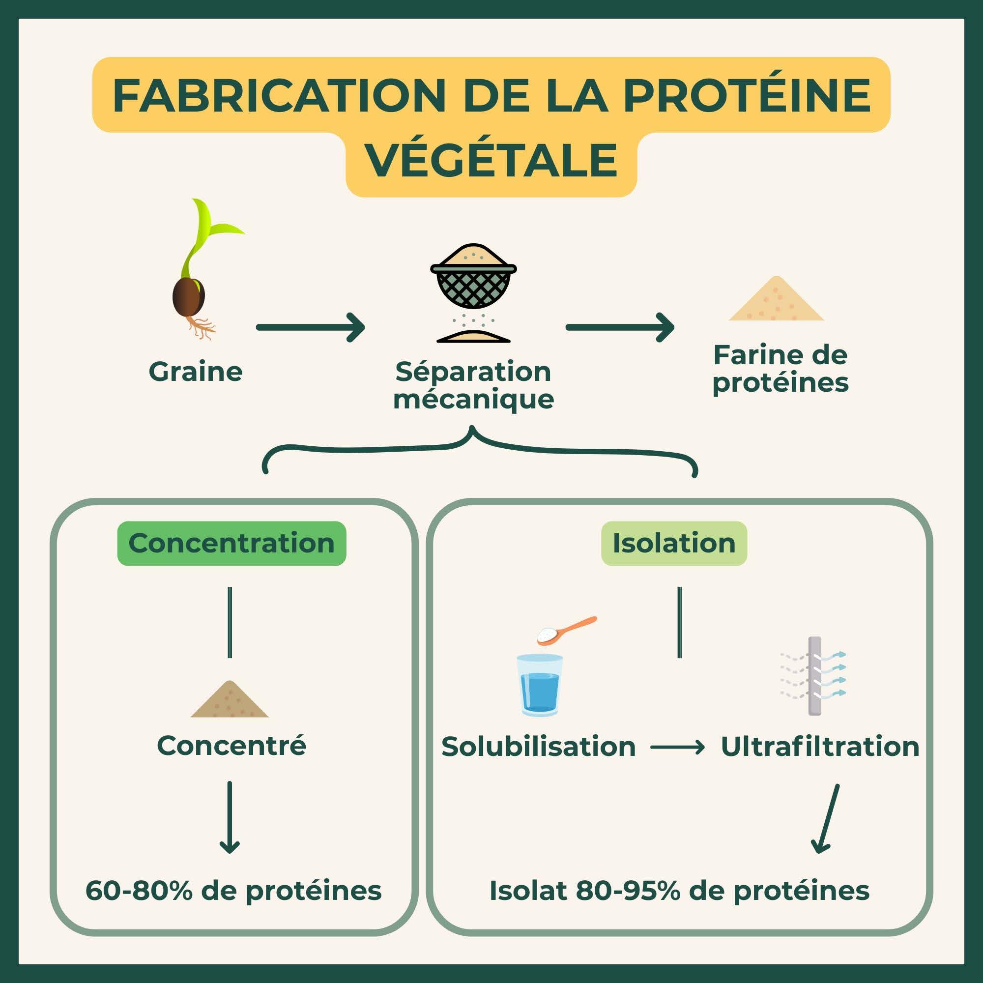 Proteina di Pois Bio - Biottimale - 80% Proteine - 12% BCAA - Alta Digestibilità - Energia Sport Musculare - Polvere di pois Giallo - 100% Puro - Confezione in Francia - Certificato Ecocert - 3 kg