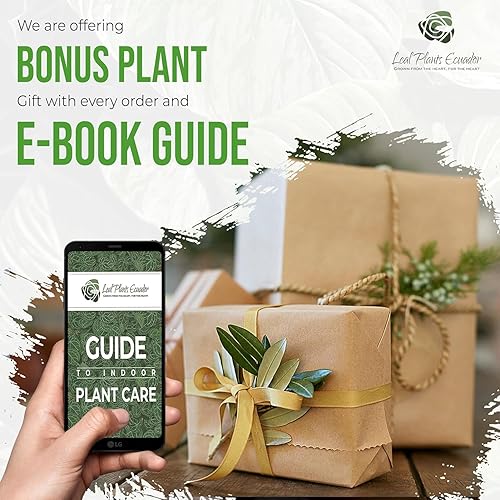 Miniatura 8 de LEAL PLANTS ECUADOR Impatiens Pink 2 Pack  Anual floreciente exuberante con flores rosas suaves, planta tropical de fácil cuidado, purificadora de