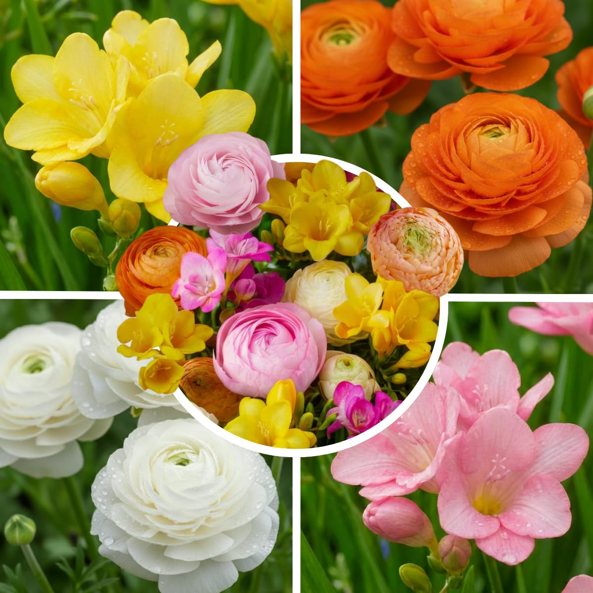 Blumenzwiebeln Gladiolen, Dahlien, Freesien, Liatris, Exklusive Mischung aus Holland, Mehrjährig Pflanzen für Garten