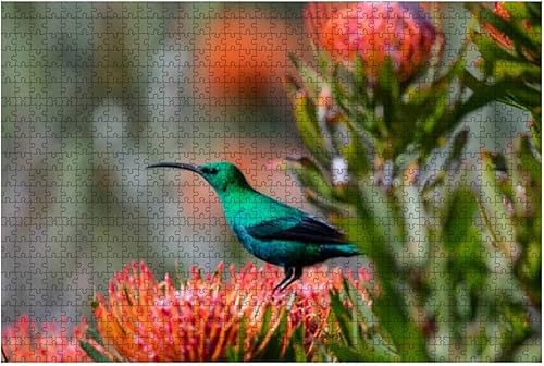 Rompecabezas de 1000 piezas para adultos y niños  Malaquita Sunbird Nectarinia famosa Sentado Naranja Alfiletero Protea Grandes Piezas de