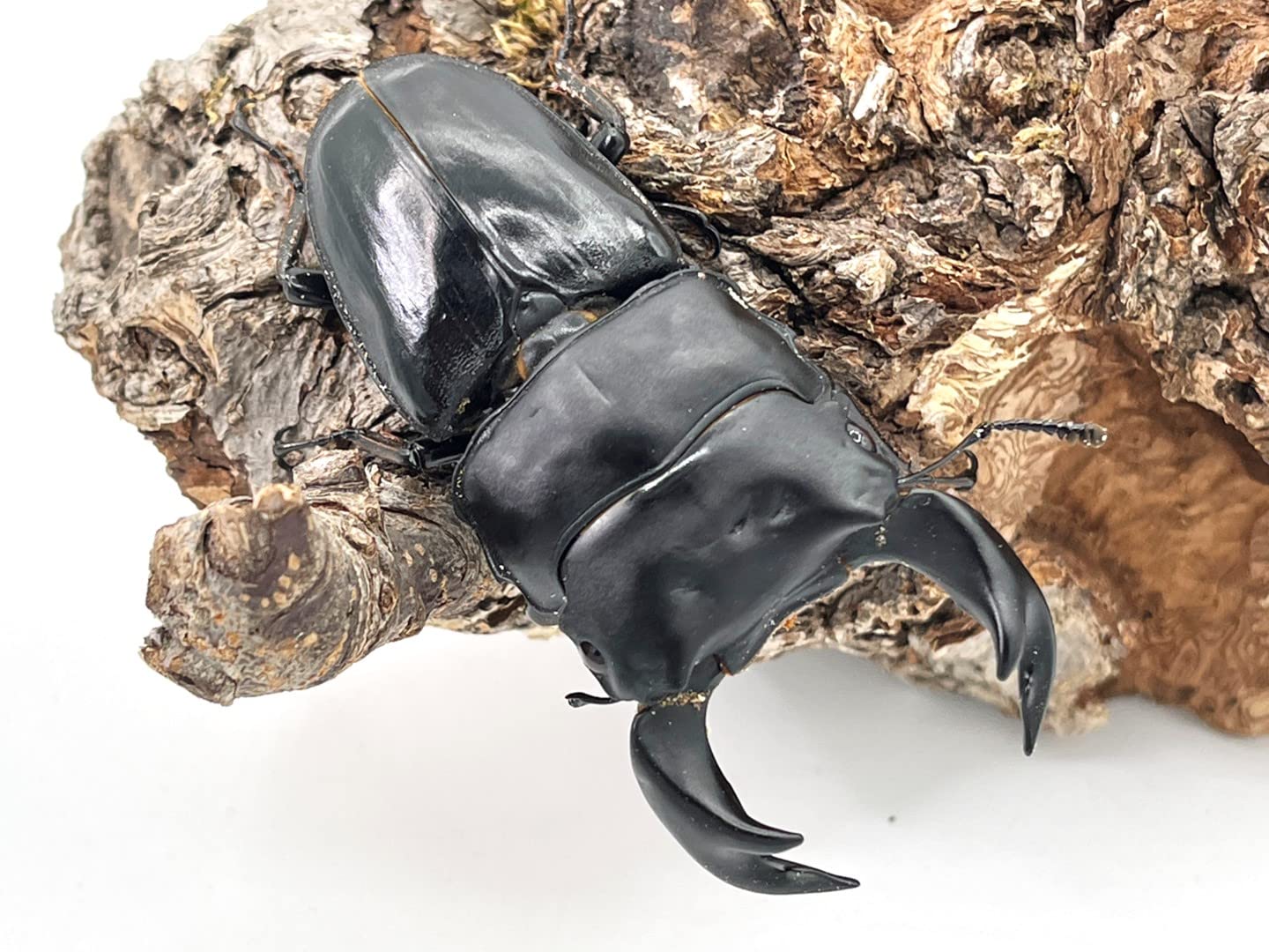 極選　◇ ホーペ（ホペイ）◇　TTC血統 ７４mm　ペア