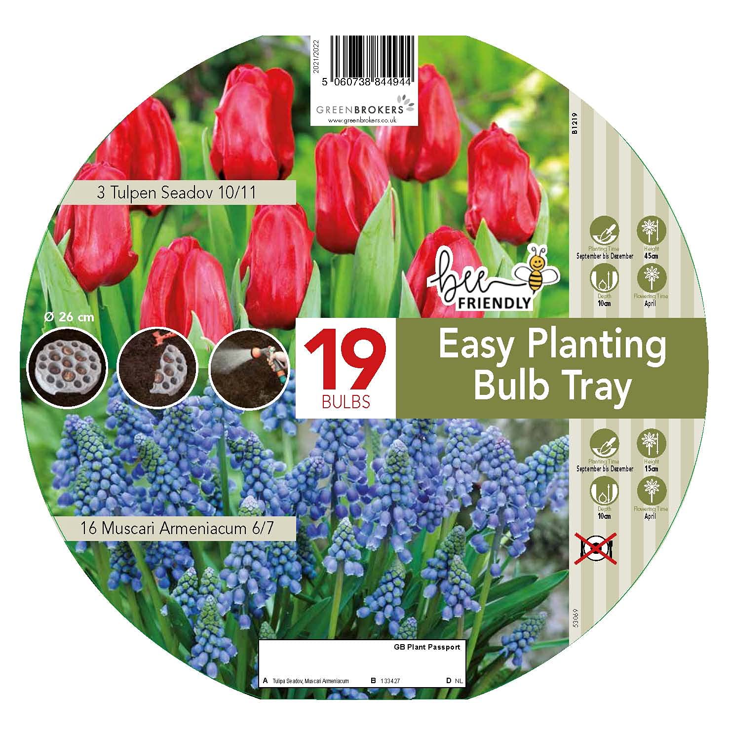 GreenBrokers Easy Planting Tray Tulip & Muscari (19 Bulbs) Bee Friendly, Red and Blue