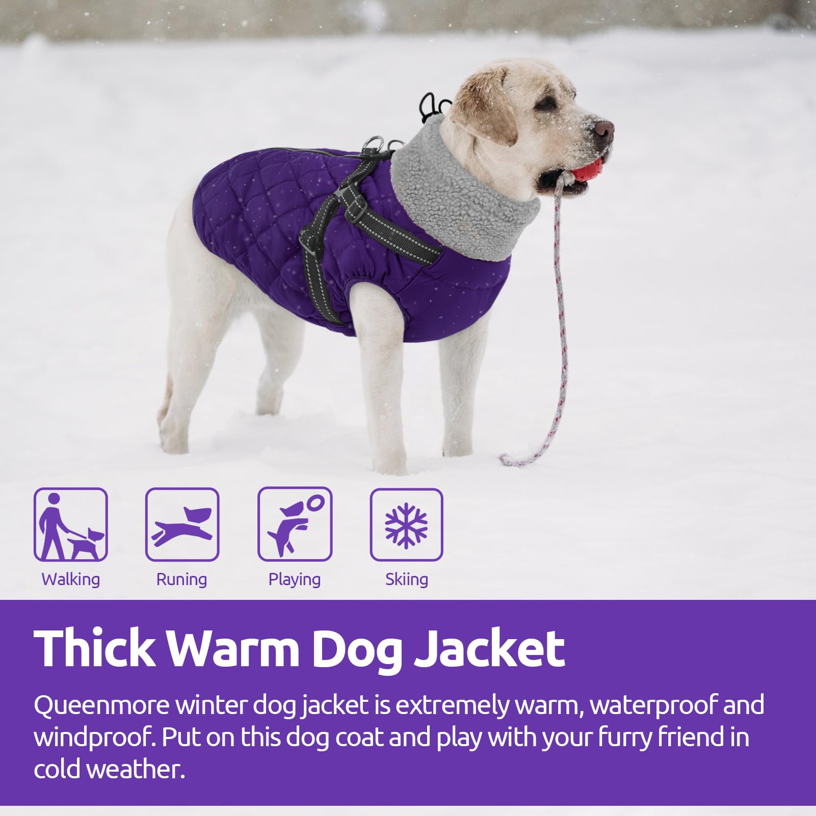 Queenmore Hundemantel Winter Hundejacke Kleine Hunde Wasserdicht