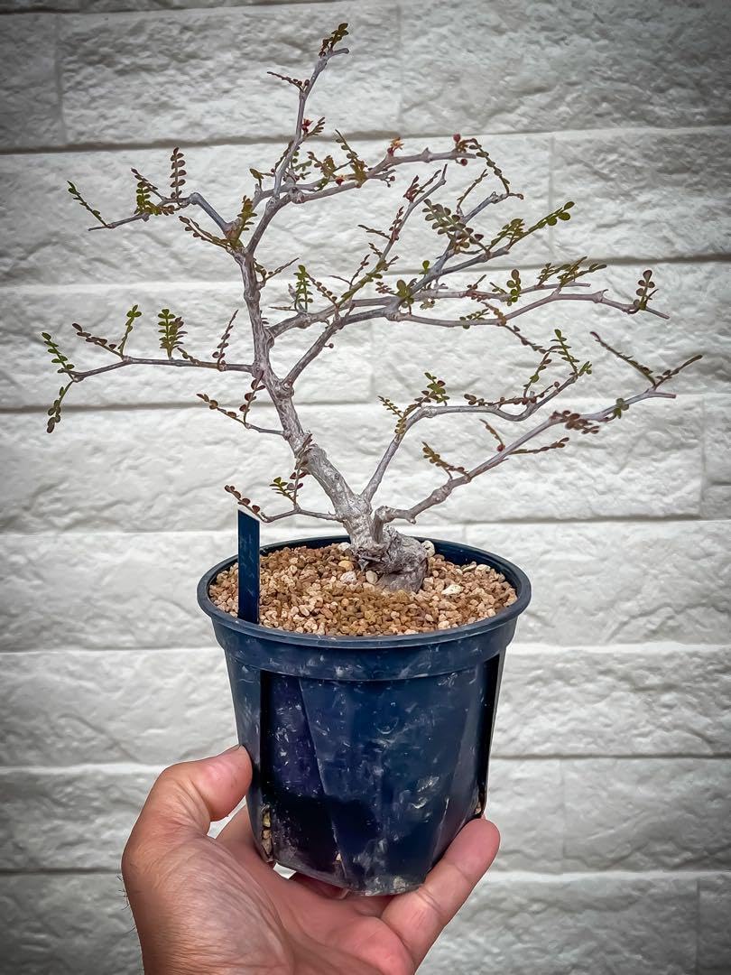 美樹形雄花 オペルクリカリア パキプス 2021根挿 【オペルクリカリア