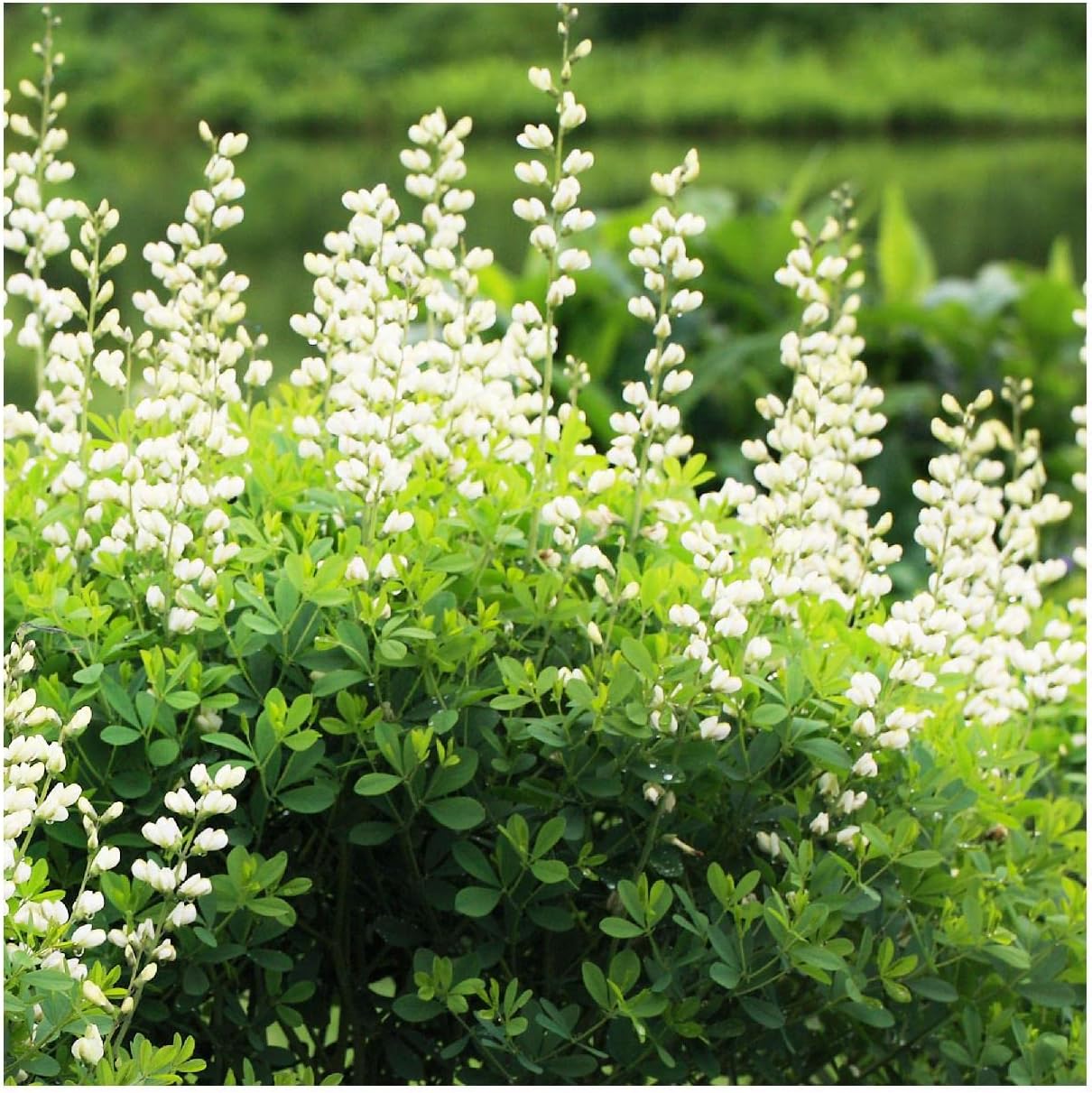 Everwilde Farms - 1/4 Lb White Wild Indigo Native Wildflower Seeds - Gold Vault