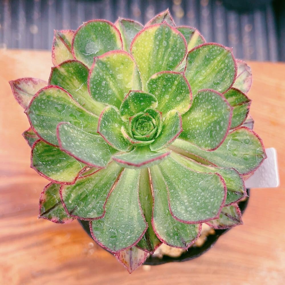 Amazon.co.jp: D！！多肉植物 アエオニウム 彩蝶 美苗 農園直売 観葉