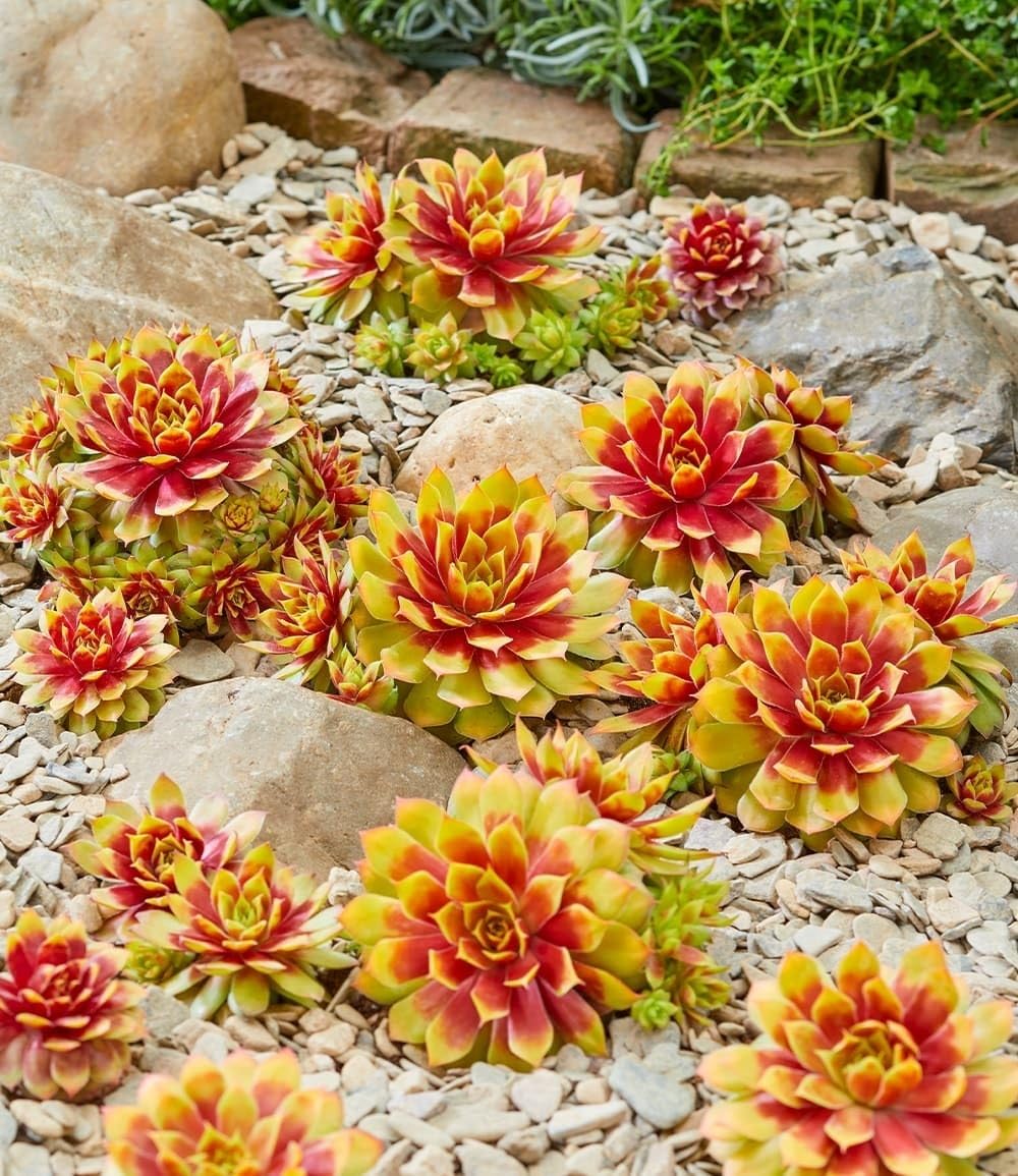 BALDUR Garten 2x Sempervivum 'Gold Nugget®', Pflanzen im 9x9 cm-Topf, winterhart, immergrün, farbintensive Staude, Blickfang im Beet & Kübel, pflegeleicht, trockenheitsverträglich, mehrjährig
