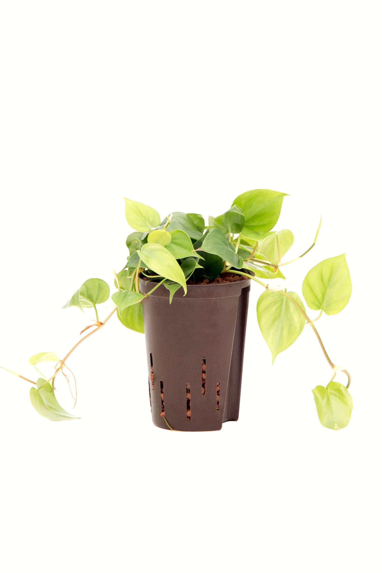 Baumfreund, Philodendron scandens, Zimmerpflanze in Hydrokultur, 15/19er  Kulturtopf, 20-30 cm : Amazon.de: Garten