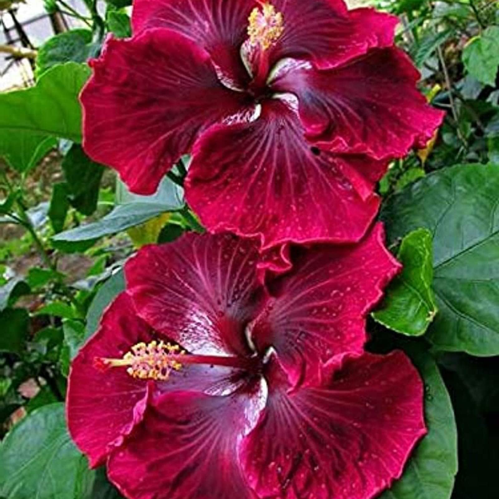 Gudhal Live Real Hibiscus Shoeflower गुढ़ल Plant For Home Gardning Decor with Pot (Beautiful Hibiscus Flower Pack of 2 Plant)