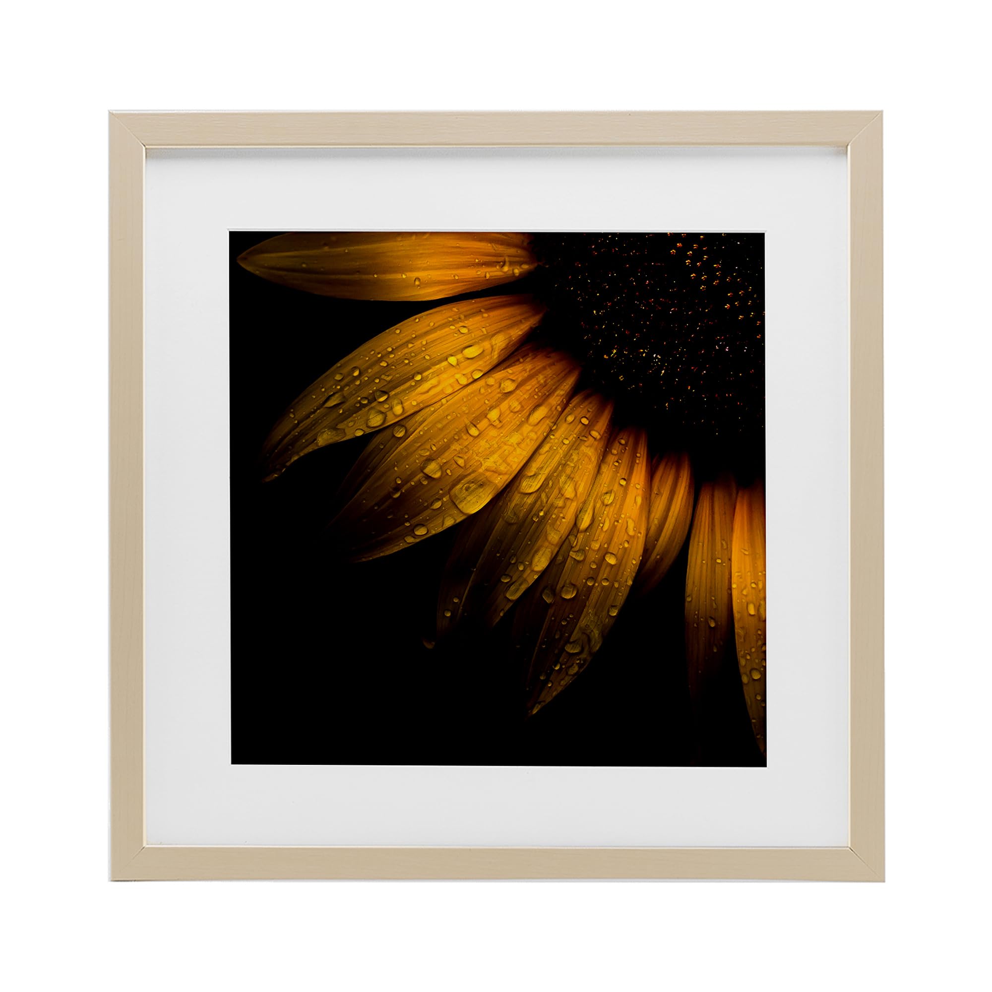 Impression encadrée tournesol sous verre Brian Carson Photography 40x40 cm
