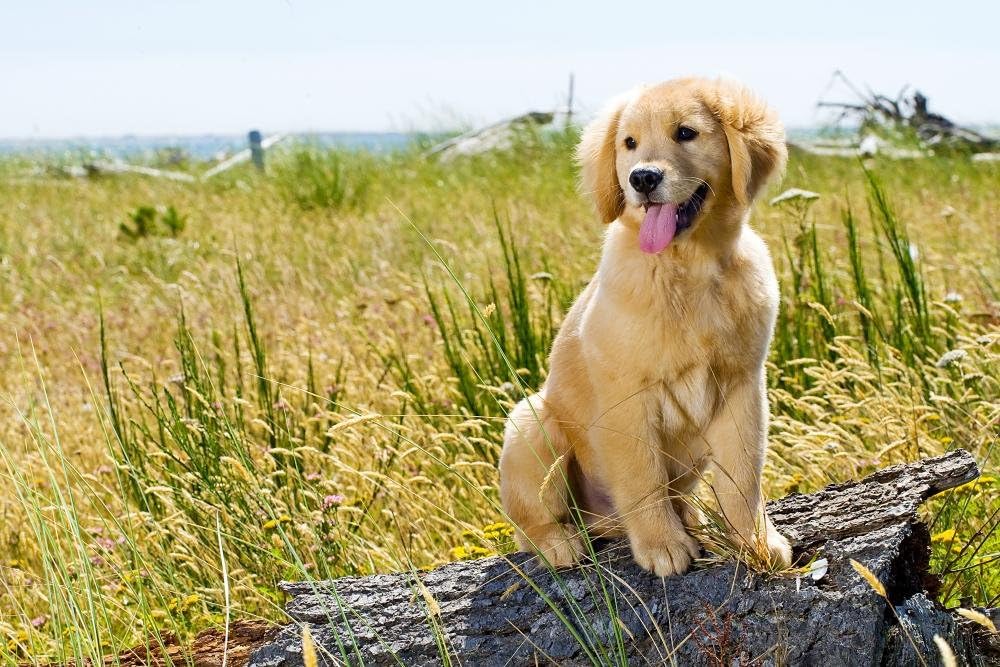 Wallmonkeys Golden Retriever Puppy Wall Decal Peel and Stick Graphic WM43477 (18 in W x 12 in H)
