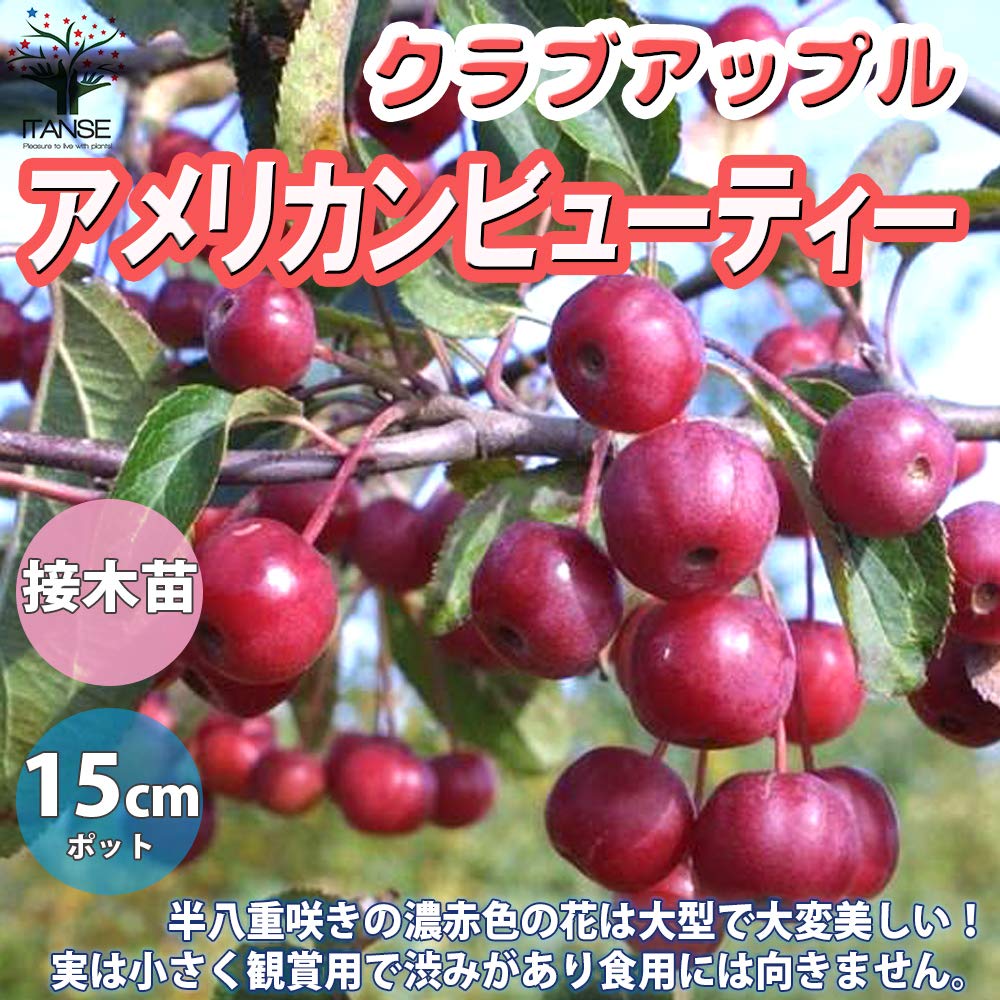 MM３苗★１００ブラジルアップル、１２０ゴールデンブラジル、１１０マッサン 4.5 Troy Oz. MK BarZ 