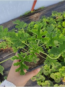 Kokulu It r Fidesi 1 Adet Saks l  10-25Cm Aromatik Bitki G l Damlas   i e i