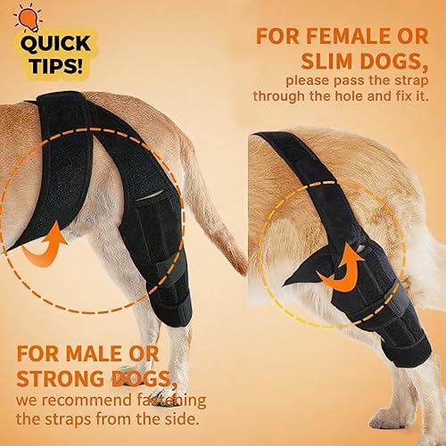 Miniatura 8 de Rodillera para perro para pierna trasera desgarrada, rodillera ajustable para perro, ayuda a aliviar desgarros del ligamento cruzado anterior