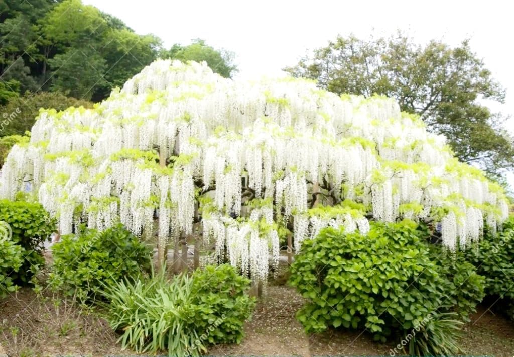 12 White Wisteria Seed Climbing Silky Flowering Vine Plants
