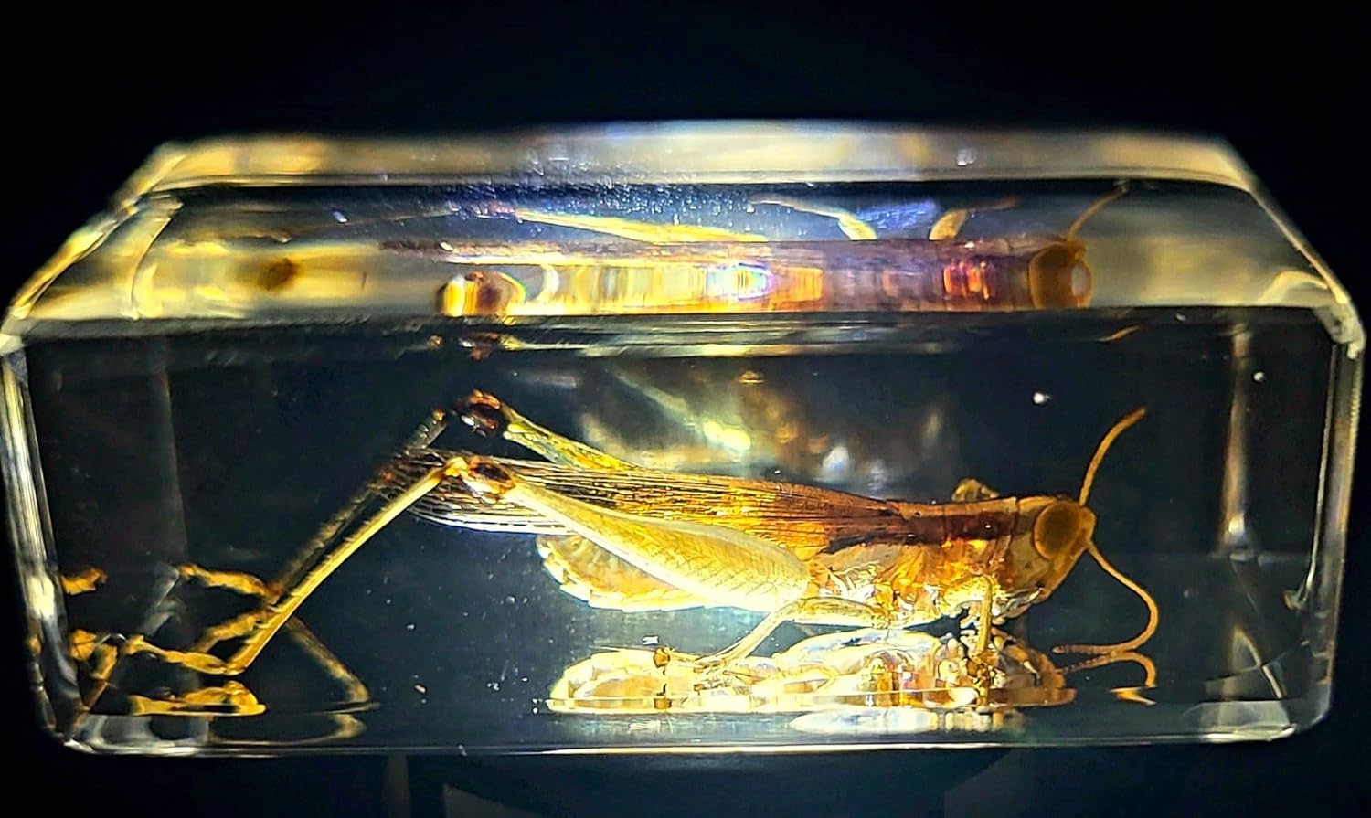 44mmm Real Grasshopper in Crystal Clear Lucite Resin Specimen Preserved GRIG Insect Taxidermy Crafts Collection for Biology Science Education & Desk Ornament Display Supplies