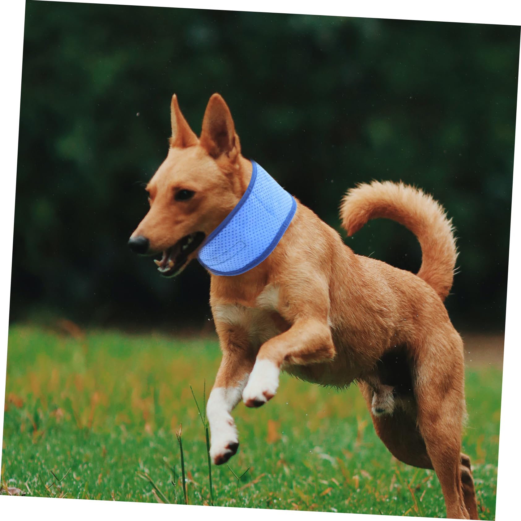 minkissy 4pcs dog cooling bandana dog bandanas summer Pet Bandana Puppy Ice Scarf summer dog collar Puppy Cooling Scarf Cooling Dog Bandana Cooling Pet Collars pet ice polyester the dog