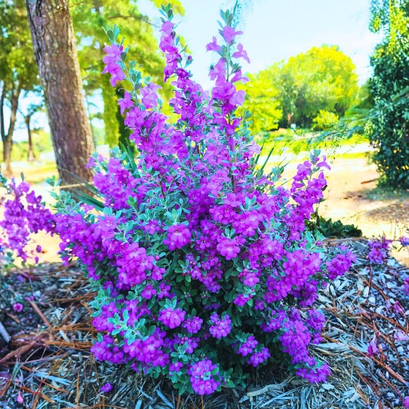 3 Outdoor Sage Salvia Live Plants Salvia Bushes Size 4 to 8 Inches in Tall No Pot (Texas Sage)
