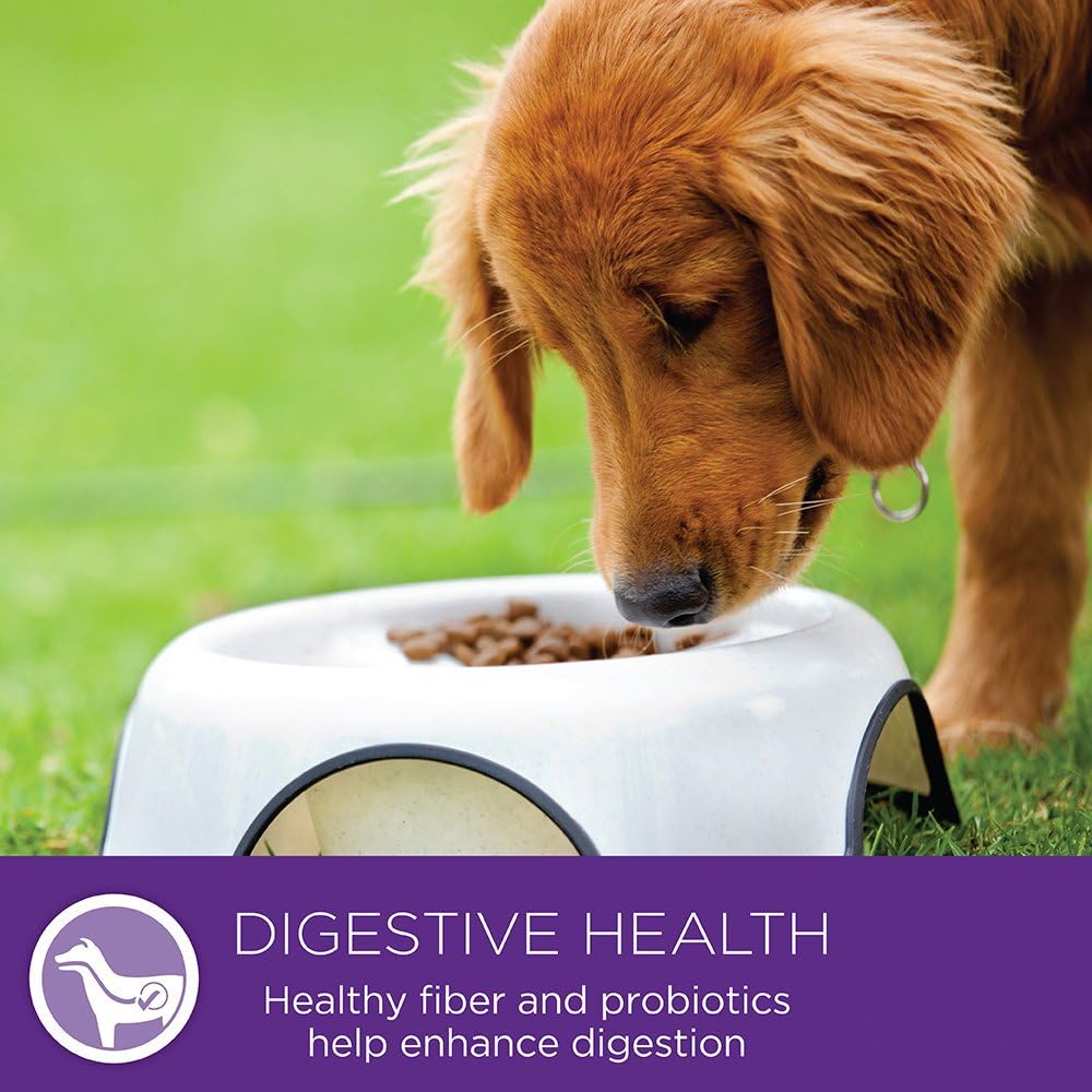 Wellness Complete Health Senior Chicken & Barley Natural Dry Dog Food, 15-Pound Bag