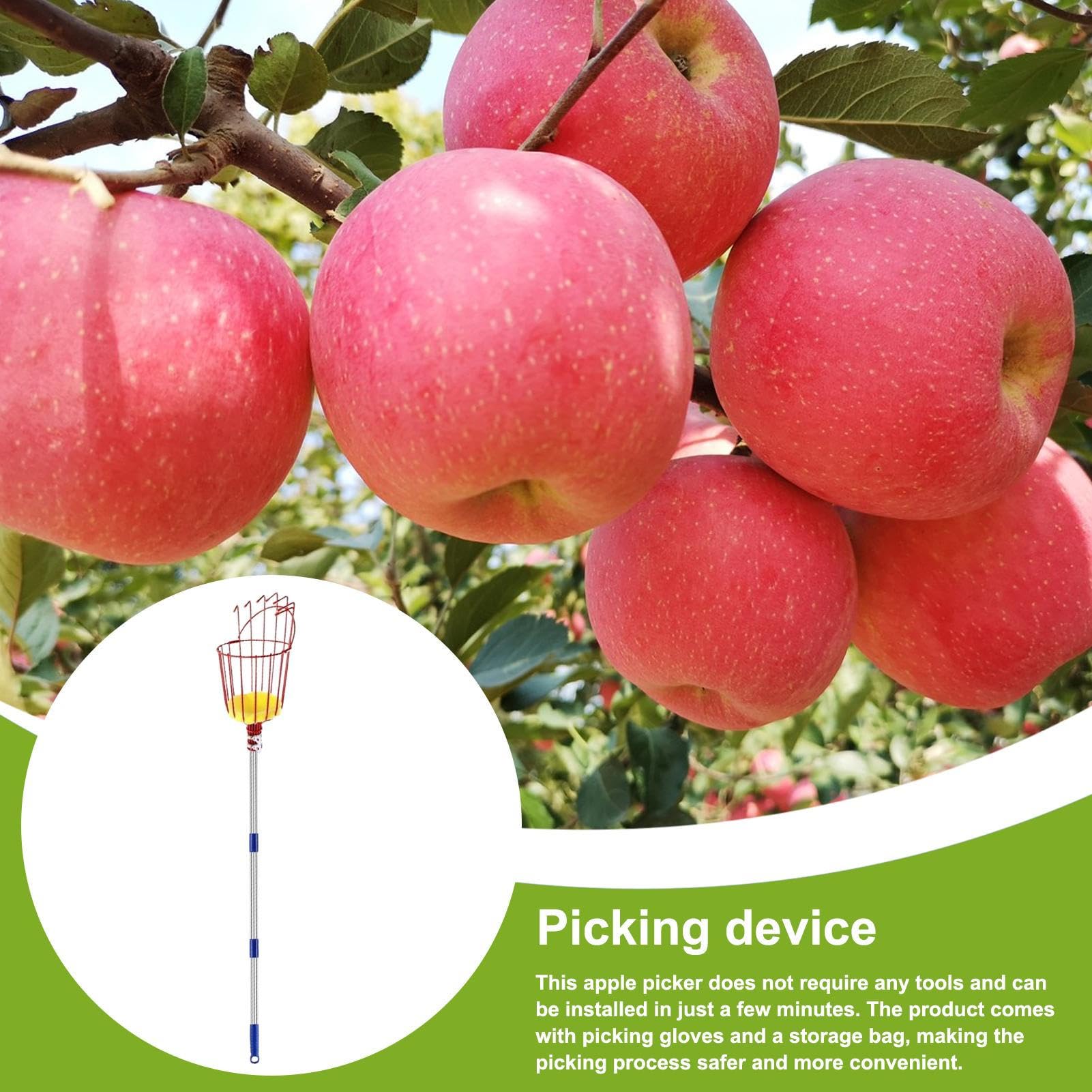 Fruit Picking Pole – Mango Avocado Picker with Basket, 13-Foot Extendable Handle Tool | Peach Pear Lemon Pomegranate Orange Harvesting Use, Garden Orchard Farm Workers, Comfortable Reach Collection