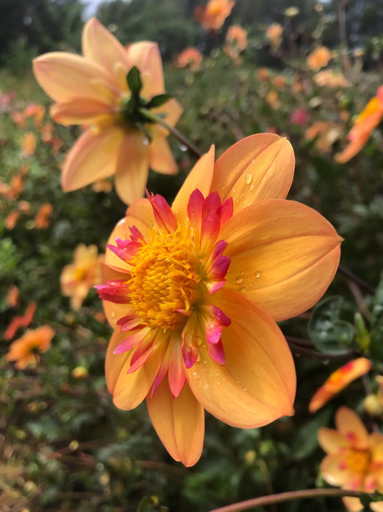 Amazon.com : Votaniki Kelsey Annie Joy Dahlia - Pink & Yellow