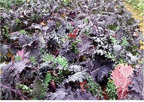 Miniatura 3 de Más de 1000 semillas mixtas de col rizada, esta es una mezcla. Rojo ruso, azul enano enano, enano siberiano, dinosaurio lacinato, herencia sin OMG