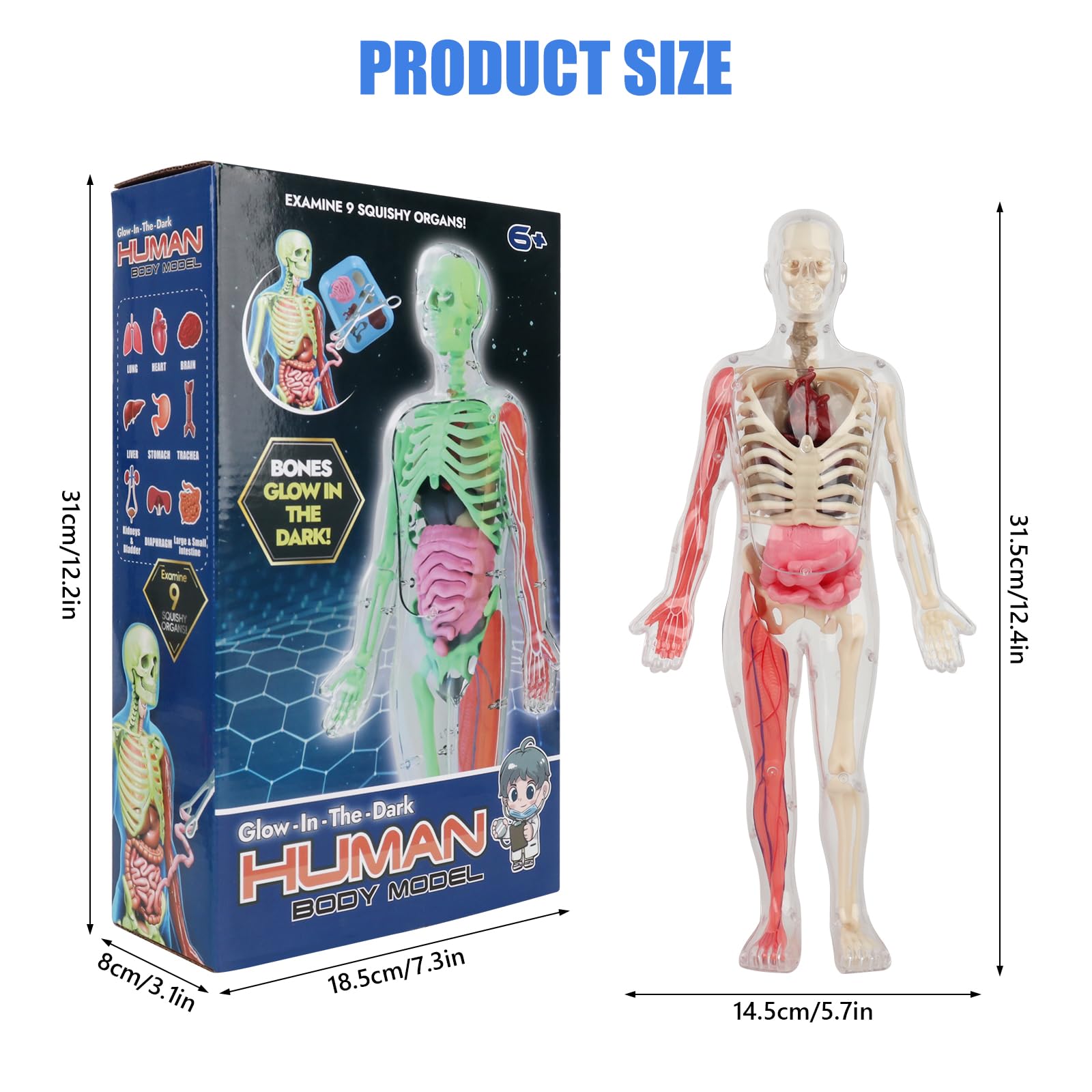 Lotvic Human Body Model for Kids 32cm Human Body Model, Human Torso Anatomy Model with 9 Organs - Image 2