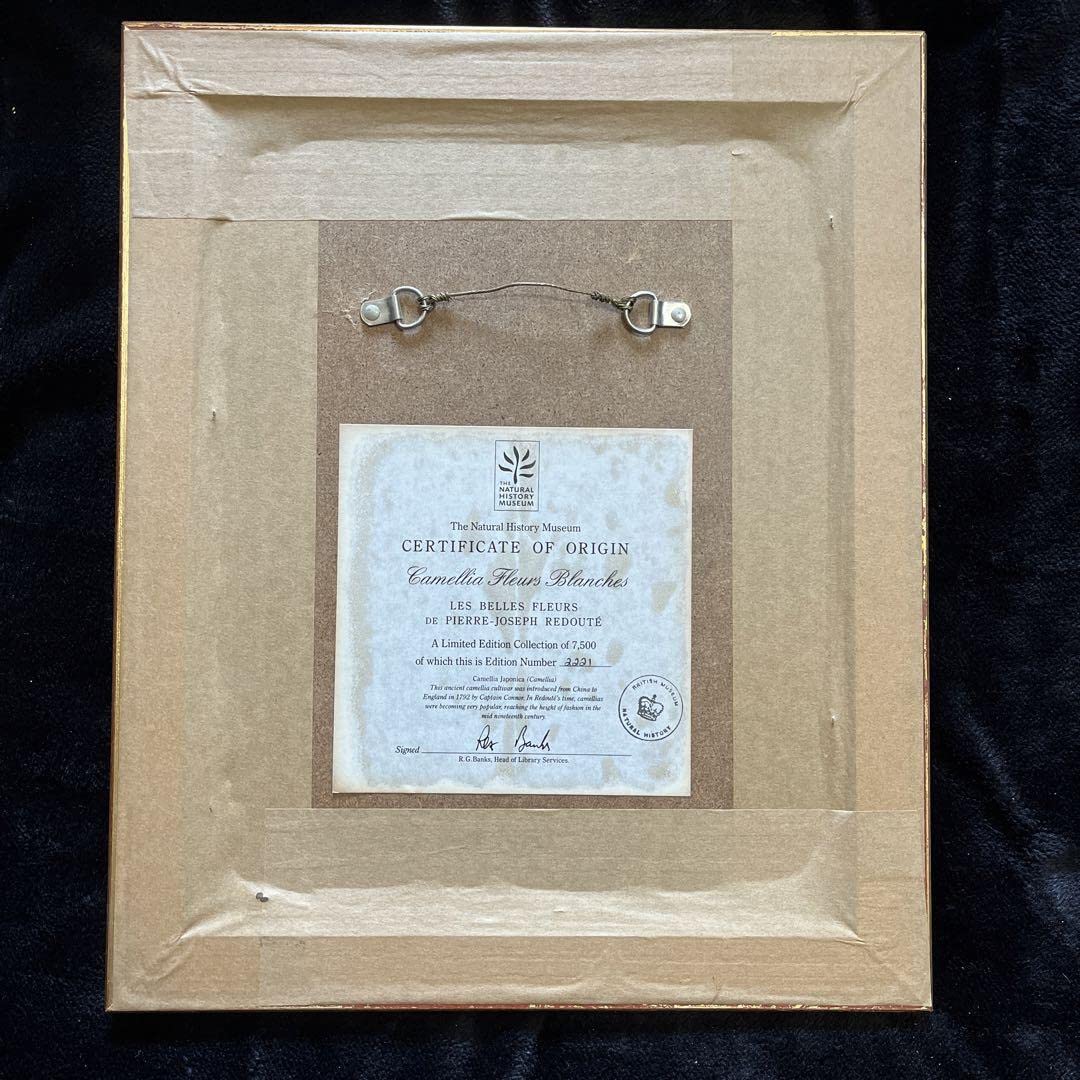 Amazon.co.jp: 植物絵画 - Camellica Fleurs Blanches【出荷まで平均1