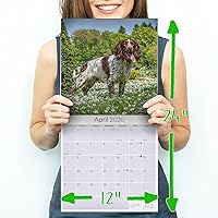 Vista 686 de Razas de Perros 2017