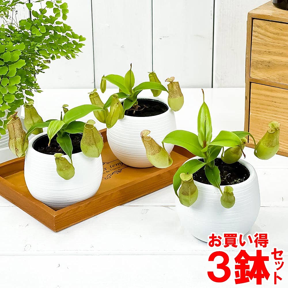 Amazon.co.jp: PLANCHU 食虫植物 ネペンテス グラシリス
