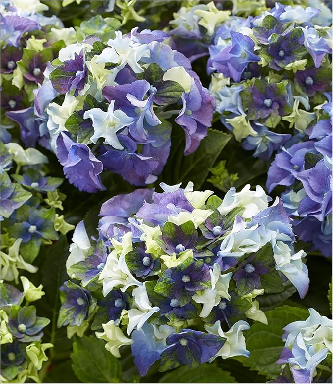 BALDUR Garten Hortensie Lady MATA Hari® Blue, 1 Pflanze, winterhart