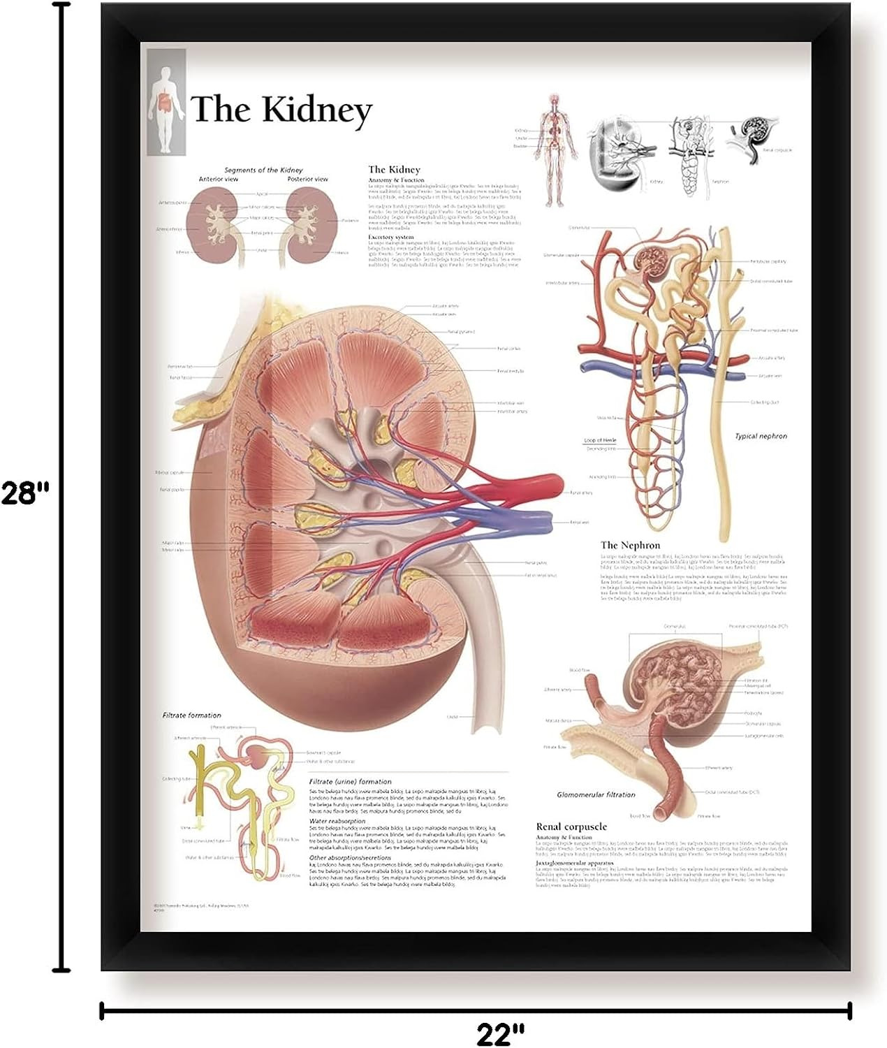The Kidney Framed Medical Educational Informational Poster Diagram Doctors Office School Classroom 22x28 Inches