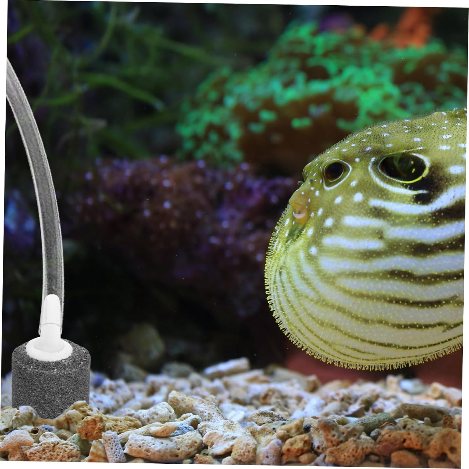 10pcs Bubble Diffusers for Aquariums Air Stones for Freshwater and Fish Tanks Oxygen Pump Accessories Lightweight and Compact Design for Enhanced Airflow and Nutrition Circulation
