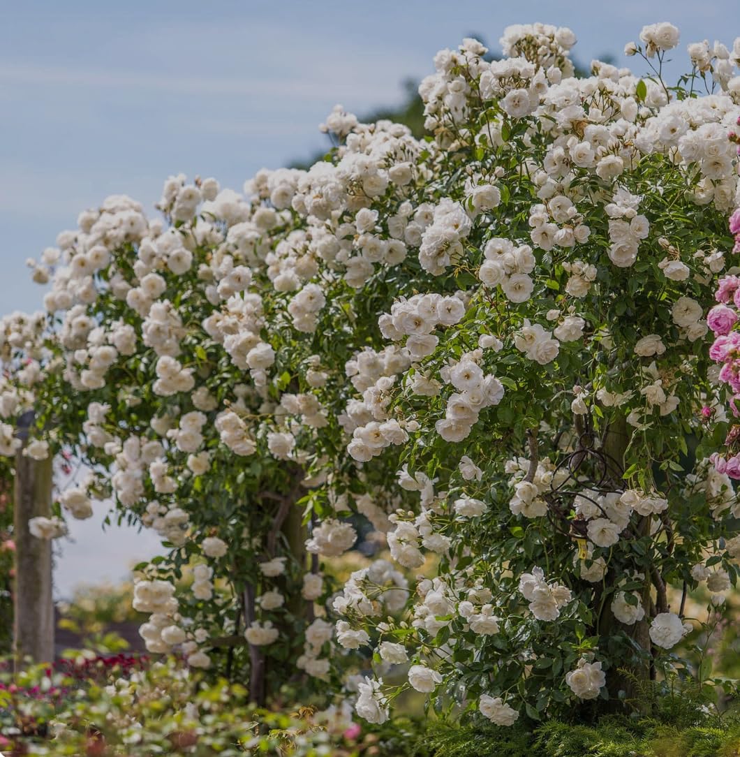 Climbing Iceberg Rose Plant 3 Litre Pot