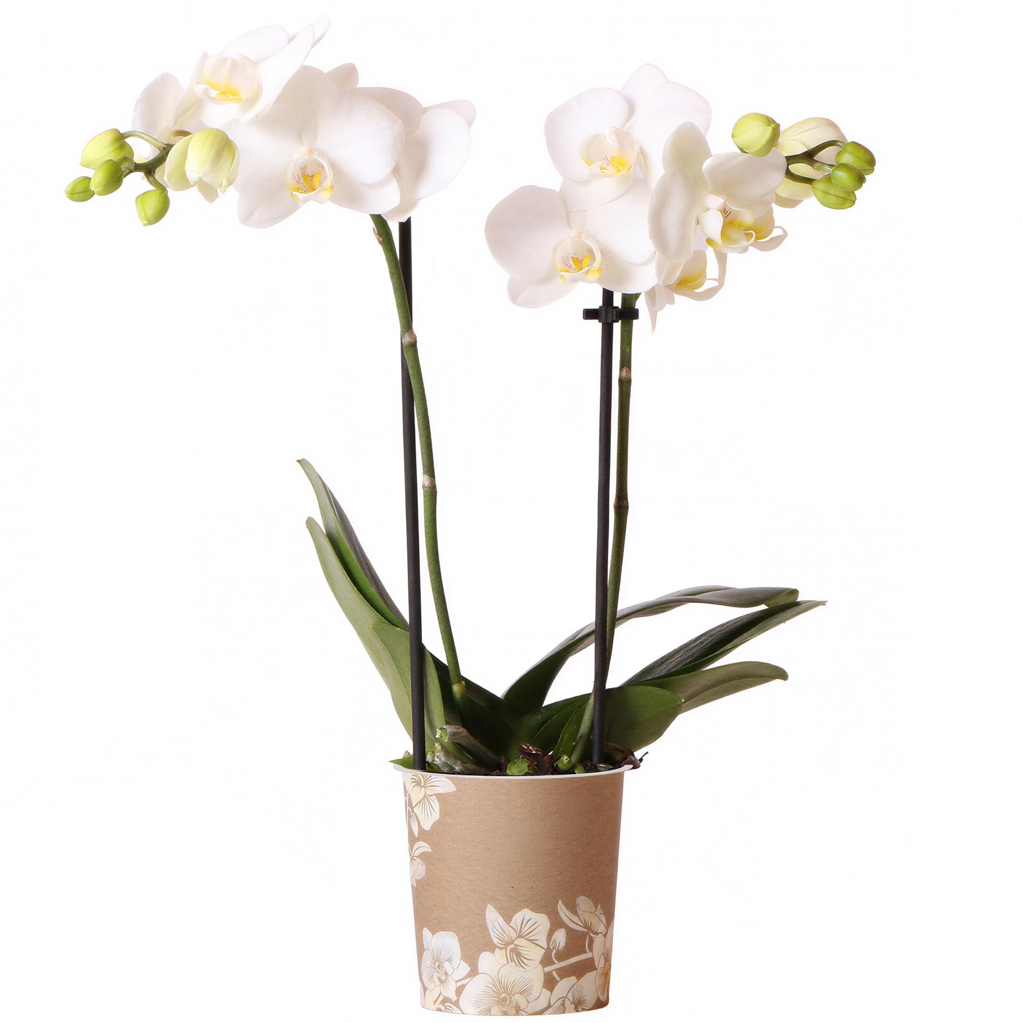 Orchid Phalaenopsis Sweden - Moth Orchids - Real Indoor Plant Houseplant - Live Plants for Bathroom, Living Room, Bedroom, Office - Indoor Décor (9cm Pot, 30-40cm)