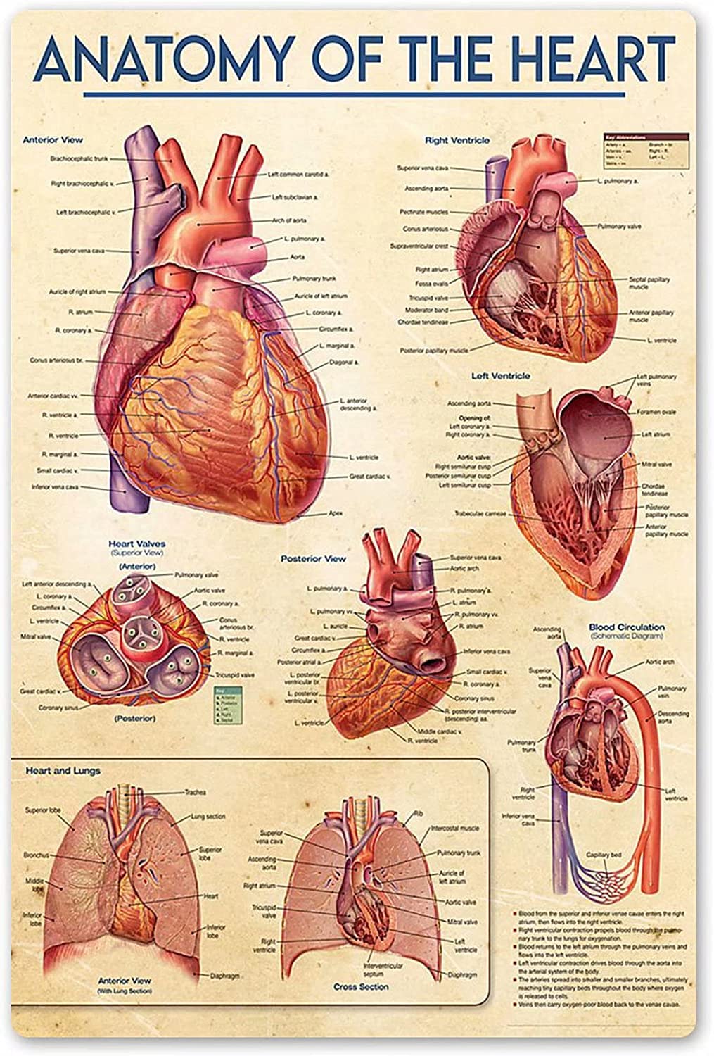 Haosensix Human Heart Knowledge Metal Sign Vintage Anatomy Of The Heart Science Education Retro Tin Poster Room Decor Home Wall Decor Club Printing Plaque 12x16 Inch
