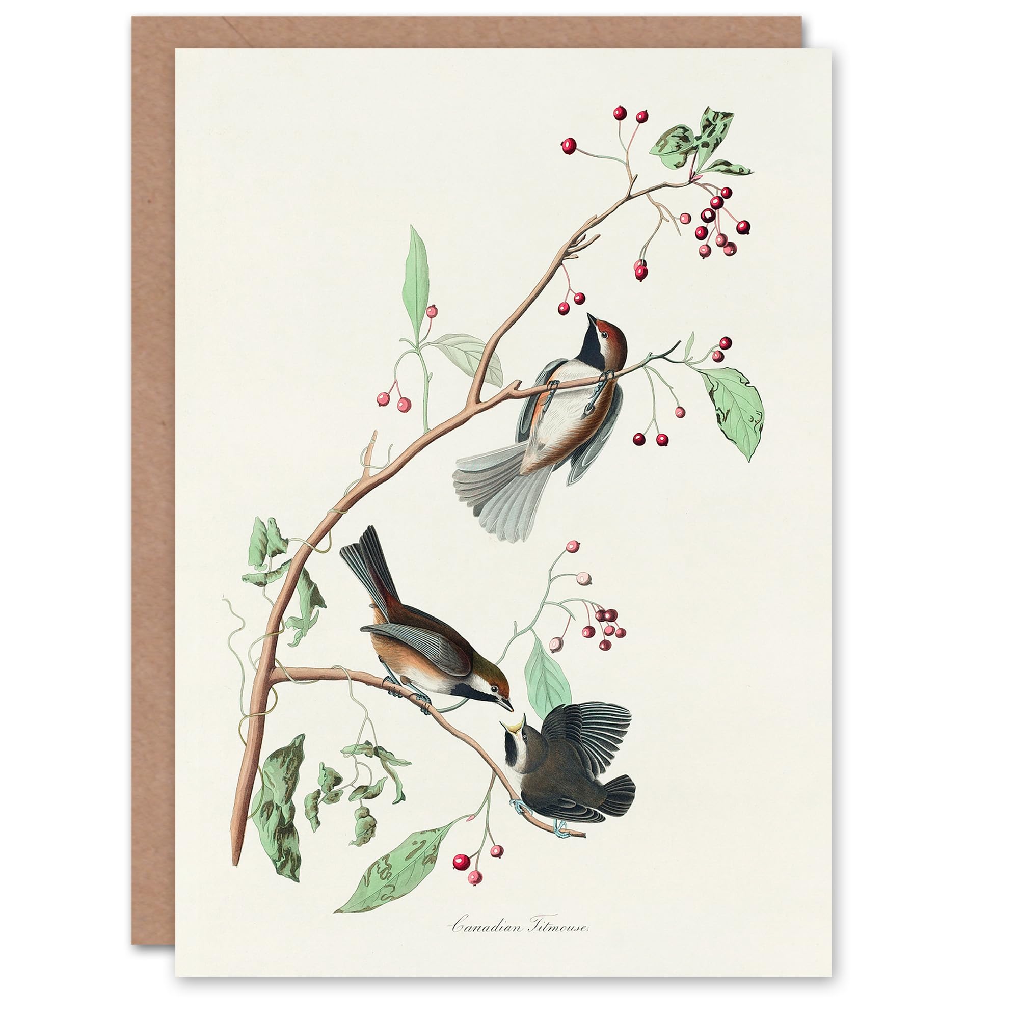 Artery8 John James Audubon Art Card Canadian Titmouse Bird