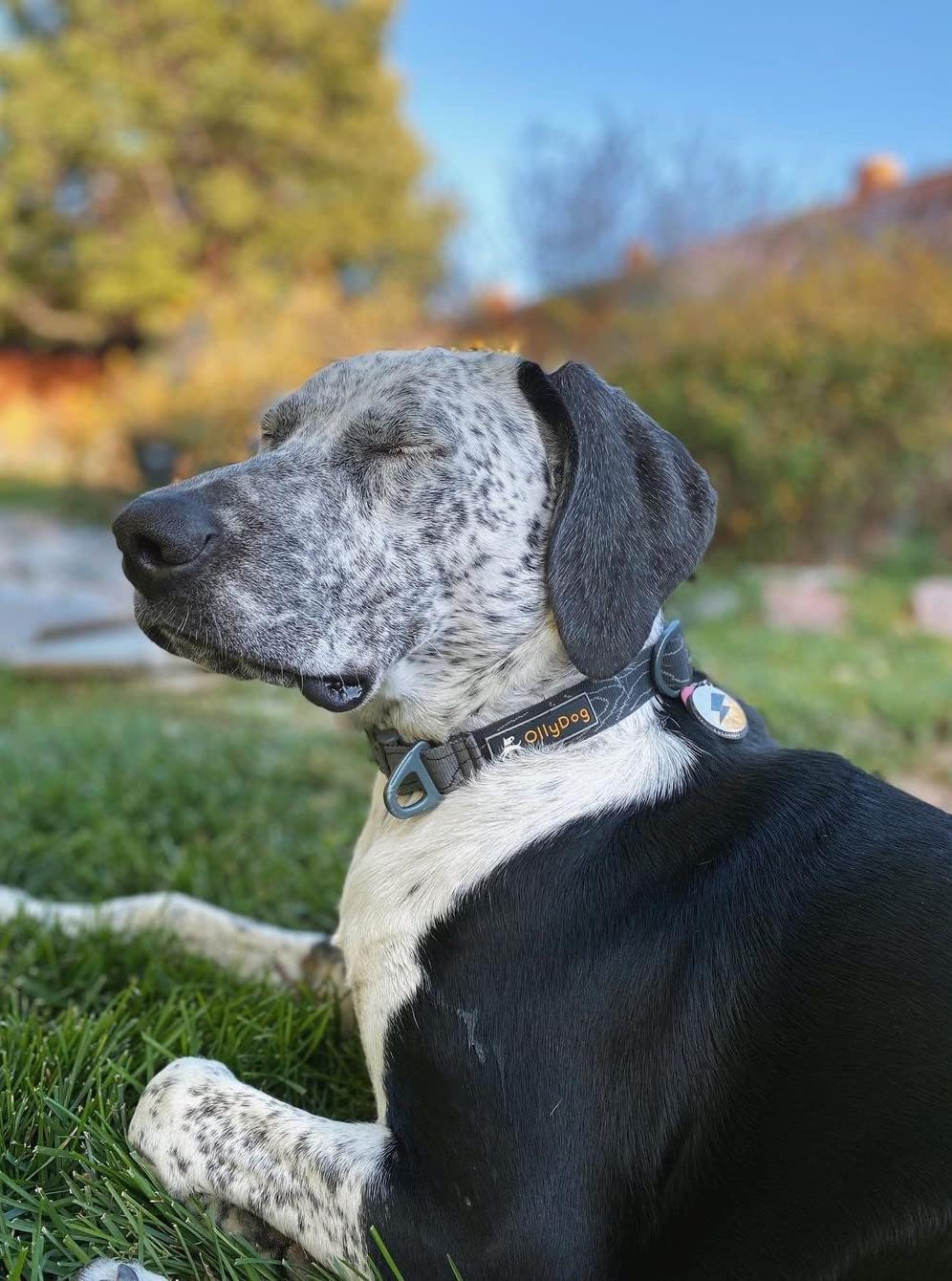 OllyDog Flagstaff Collar, Webbing Dog Collar with Side-Release Buckle, Lightweight Training Collar for Large, Medium and Small Dogs (Medium, Raven Bark) image 3