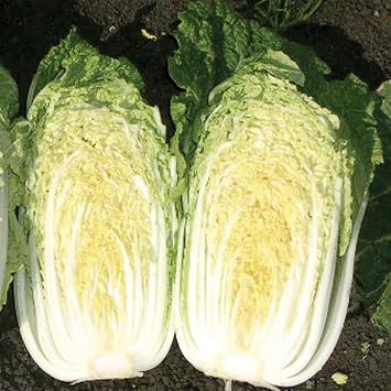 Chinese Cabbage Seeds - China Gold - Hybrid - 1 Oz 840 Seeds - Non-GMO, F1 Hybrid - Asian Garden Vegetable