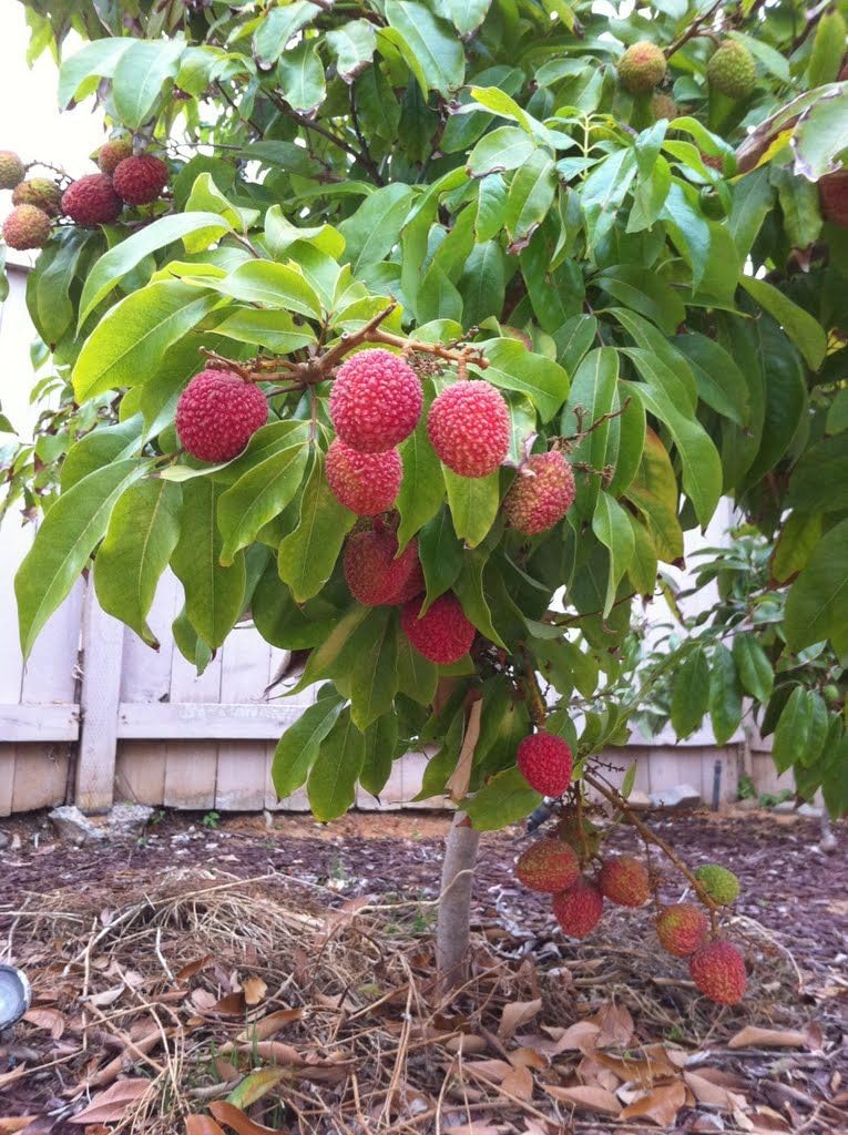 See full amazon price history chart for Muzaffarpur(Shahi) Grafted Sweet Tasty Hybrid Litchi tree. (Pack of 1) Live Plants & Tree(1-1.5 Ft Size) Muzaffarpur(Shahi) Grafted Sweet Tasty Hybrid Litchi tree. (Pack of 1) Live Plants & Tree(1-1.5 Ft Size) (B0CGS9YT77) Amazon Price History, Amazon Price Tracker