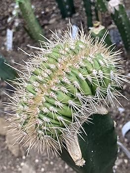 丸型　綺麗です　帝冠　サボテン　接木　良型 丸型 綺麗です 帝冠 サボテン 接木 良型 - メルカリ