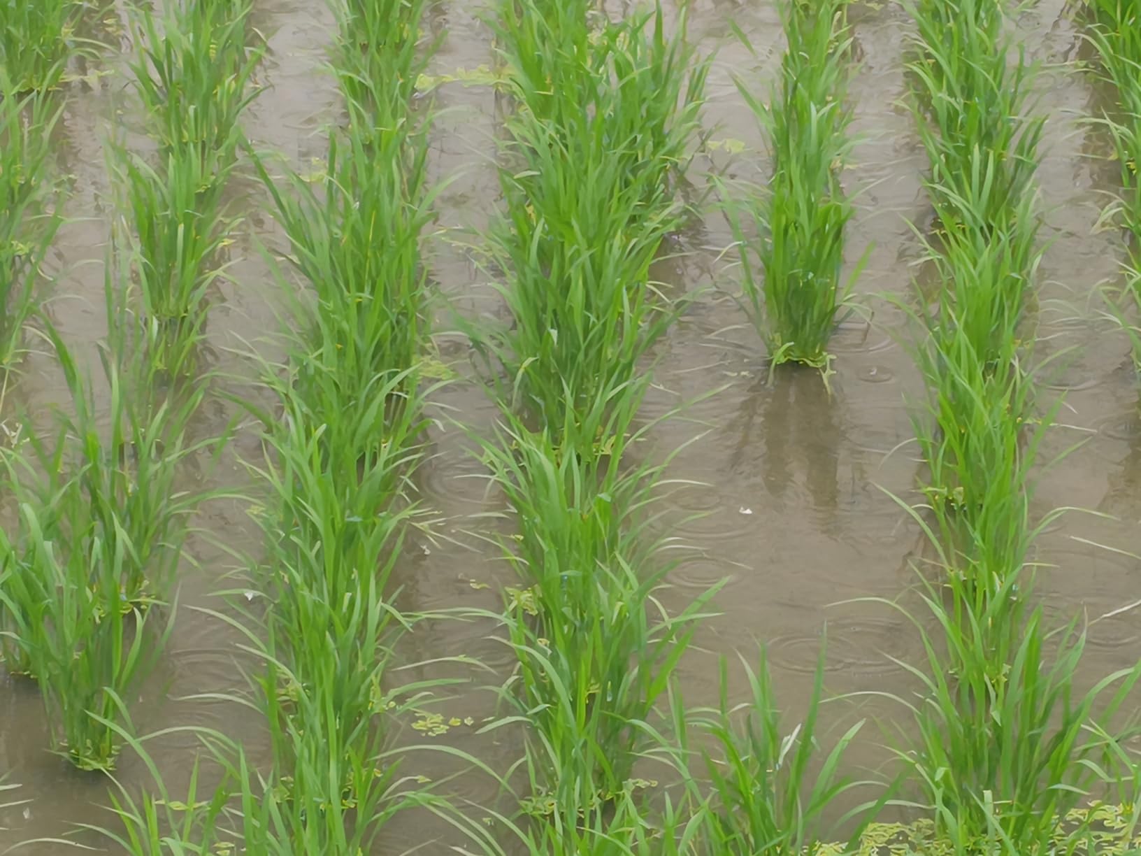 Het effect is het beste.