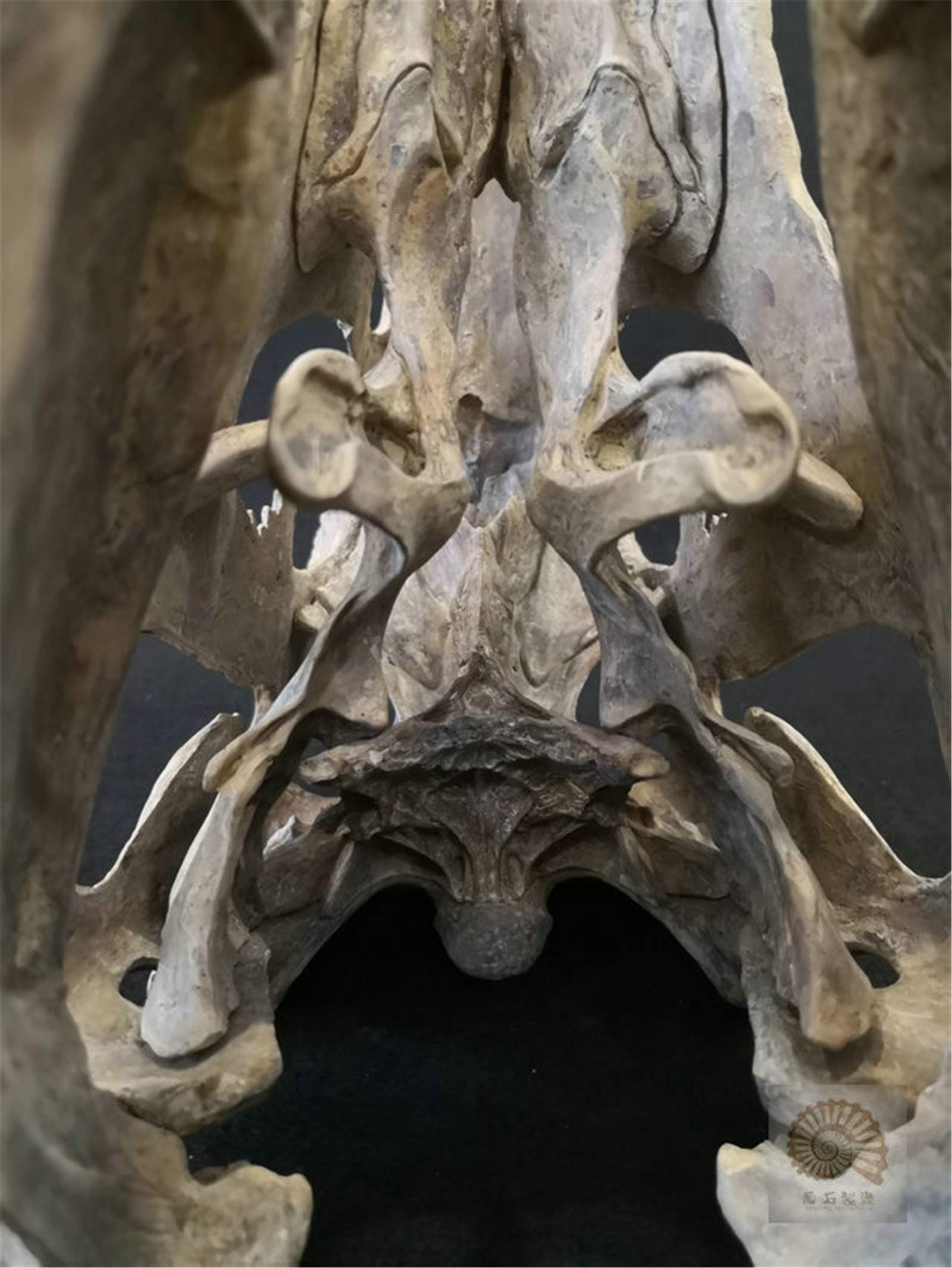 Amazon | 菊石 1/4 サイズ タルボサウルス ティラノサウルス科 骨格